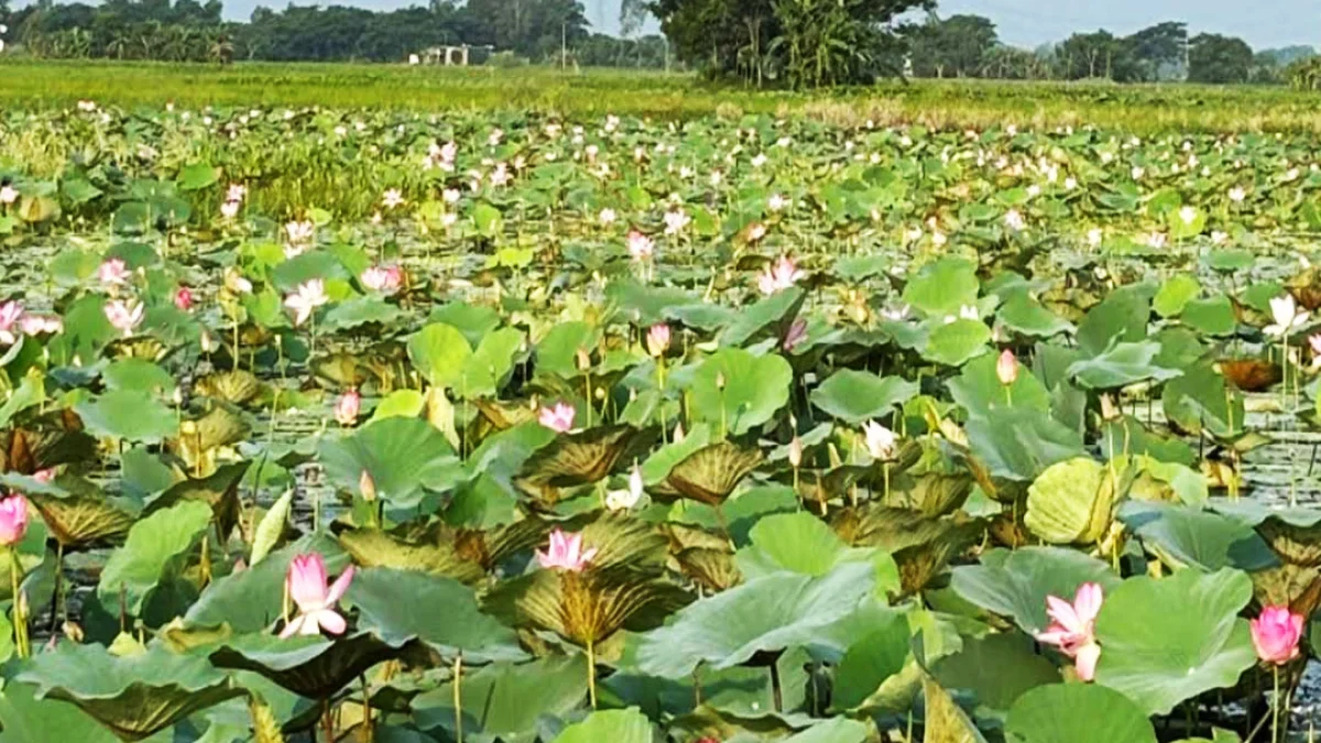 এক বিলেই লাল, গোলাপি ও সাদা পদ্ম, প্রতিদিন বাড়ছে দর্শনার্থীদের ভিড়